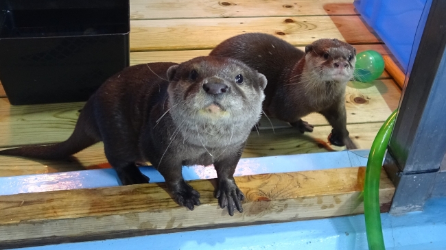 エンタメ植物園「HANA BIYORI(はなびより)」オープン日は3月14日(土