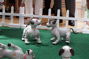 関西初！犬型ロボット「aibo」がいっぱい！aiboオーナーも、そうでない