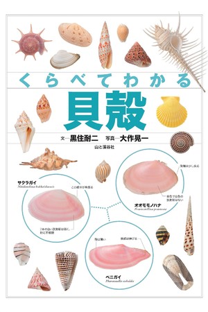 ビーチコーミングなどのお供に最適！日本で拾える貝殻、約650種類が