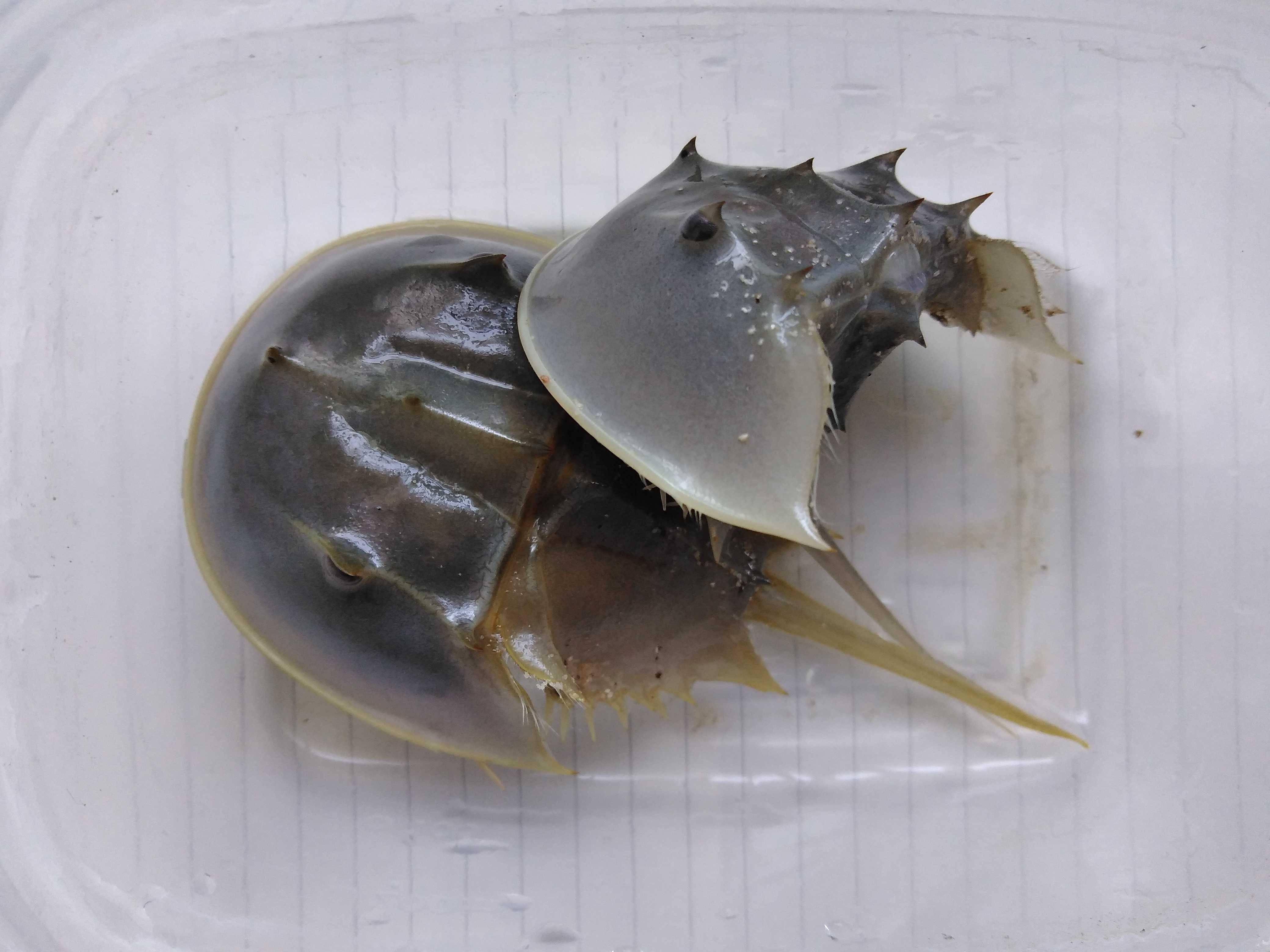 カブトガニのもう1匹も2回目の脱皮。 - sinchan研究室