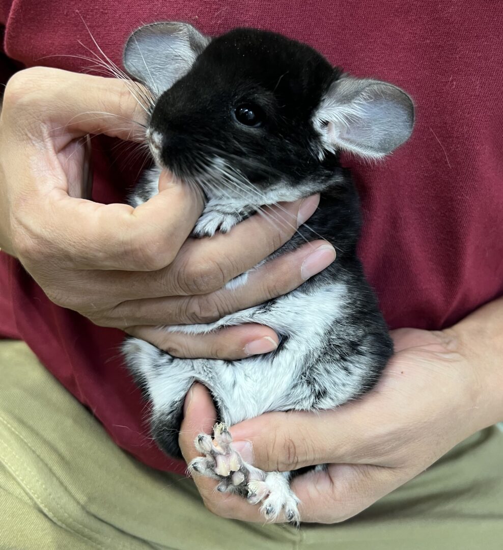 チンチラ（ブラックパール）♂ | ピュアアニマル