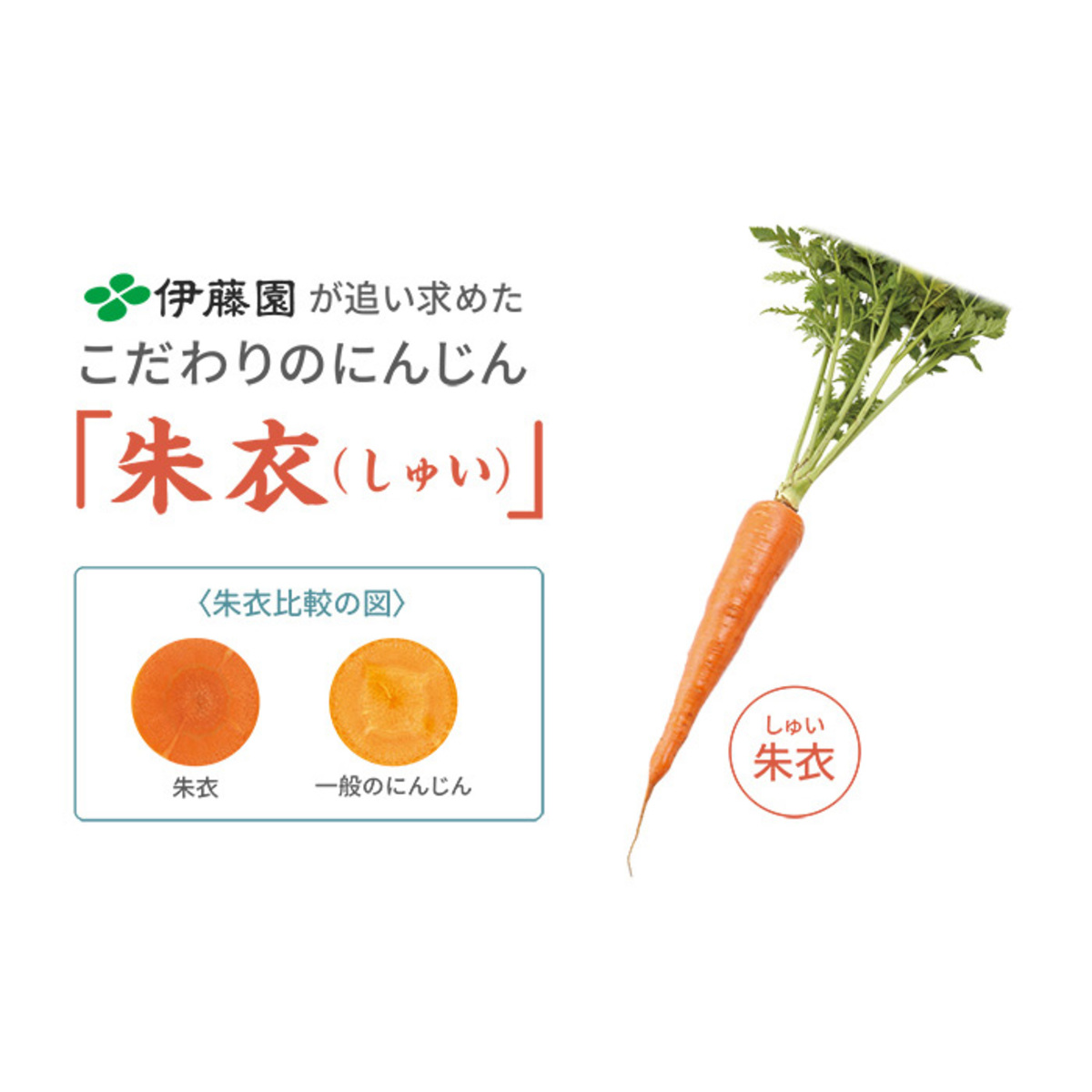伊藤園健康体 1日分の純国産野菜160g×30本 伊藤園 - QVC.jp