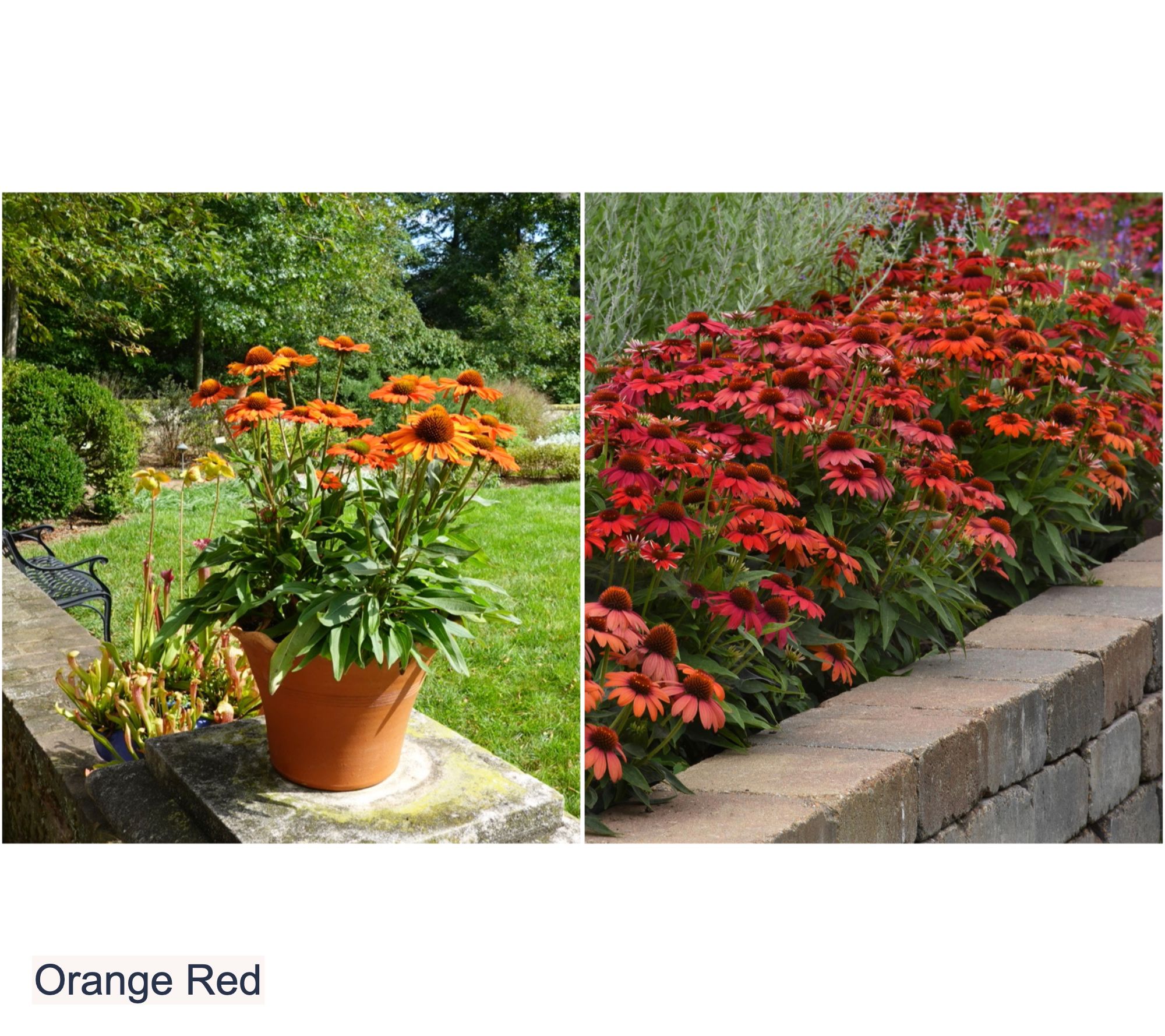 Girl Next Door 3pc Echinacea Pollynation Golden Summer Mix Live