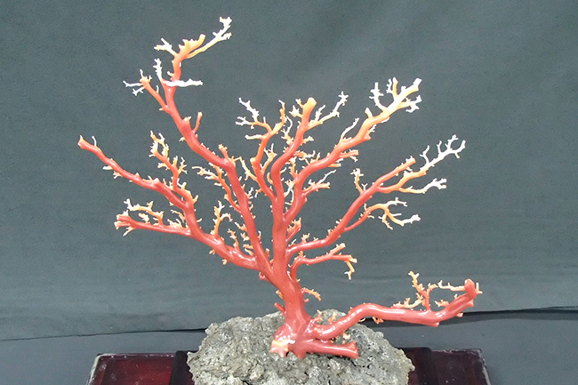 赤珊瑚 原木の価値はどれくらい？ - 買取のラフテル