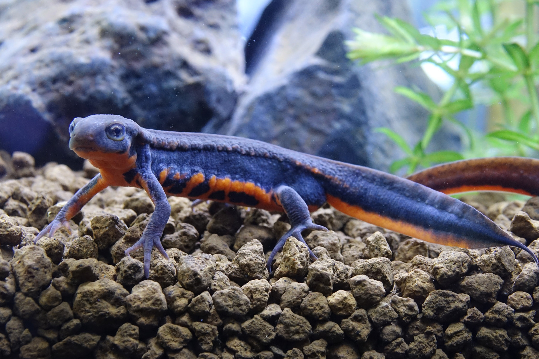 一度は絶滅とされた幻の「アカハライモリ 渥美種族」、アクア・トト