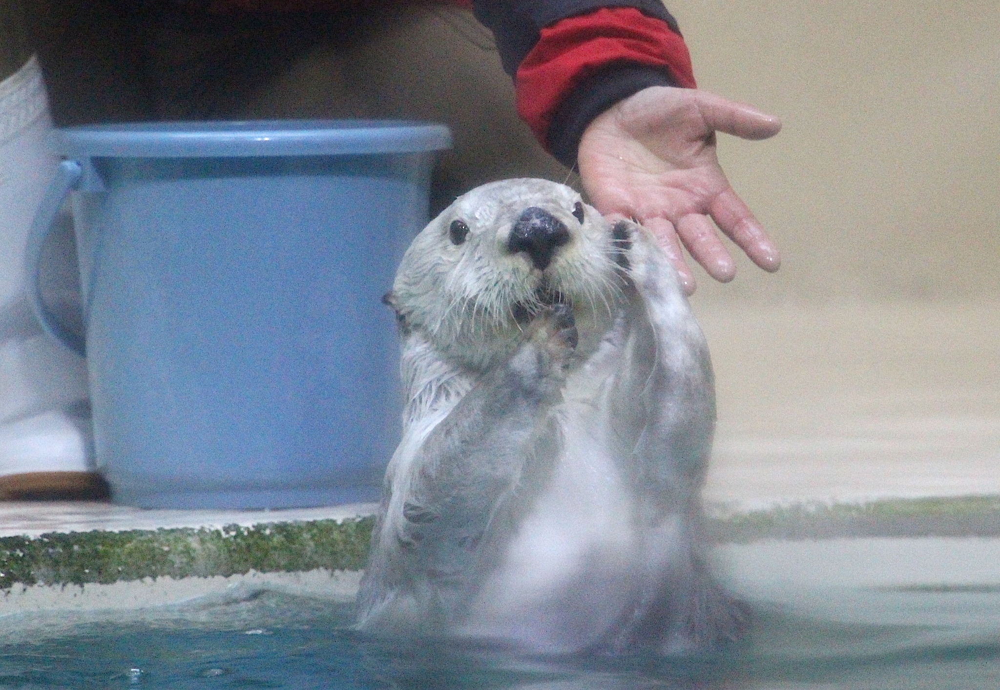 ラッコ・メイとキラの多彩な「技」、その大切な意味とは？…鳥羽水族館