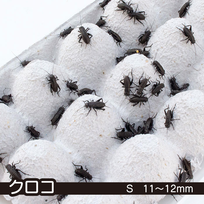 活餌】クロコオロギ S 11~12mm - 餌用コオロギの通販専門店 キャロット
