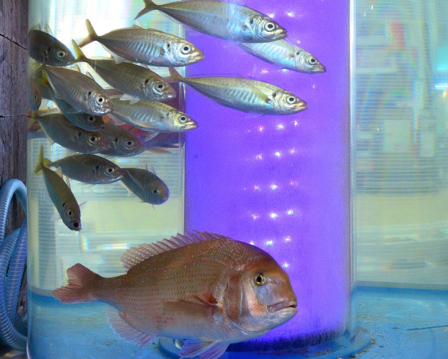 海千山千番長 京橋北店（（大阪）京橋/居酒屋） - 楽天ぐるなび