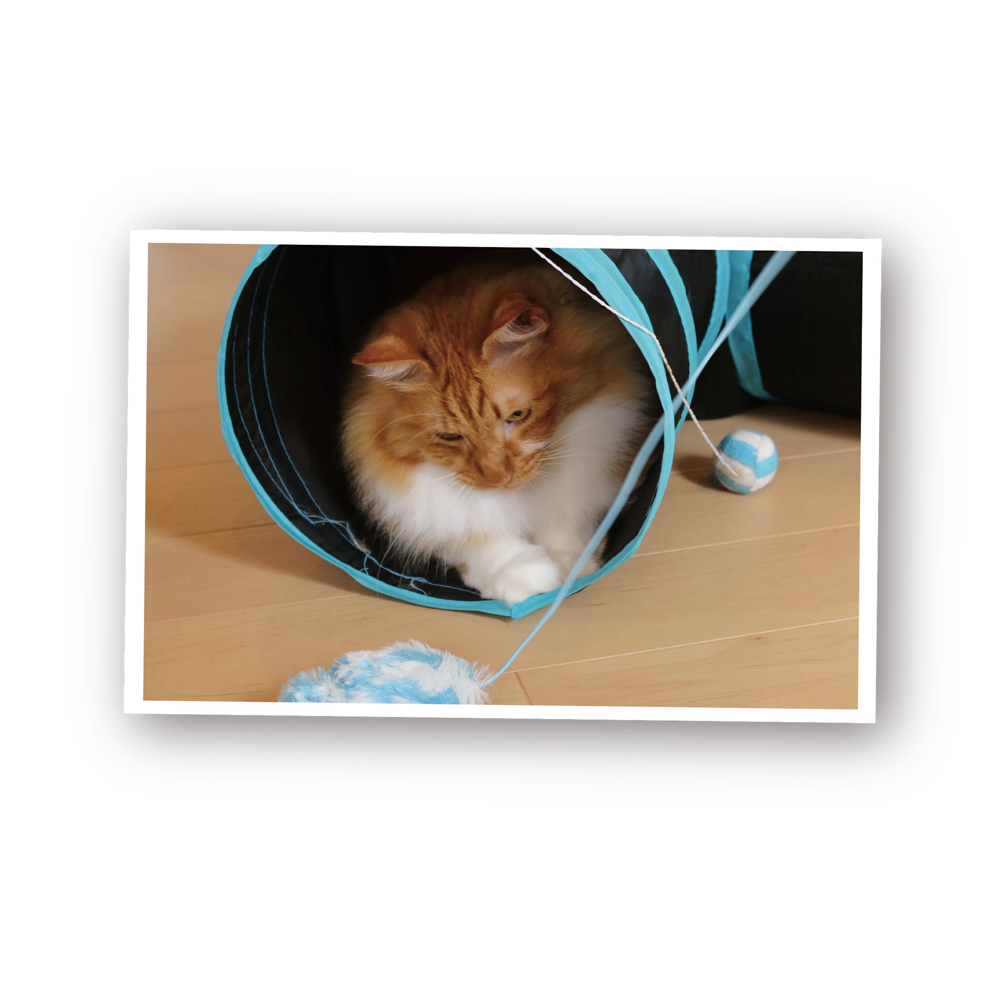 ループ 猫用おもちゃ ロッディーズ カシャマウス – ルークランオンライン