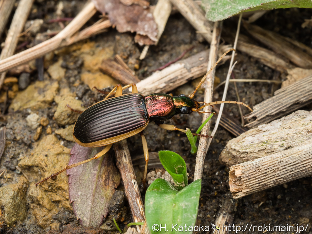 コキベリアオゴミムシ