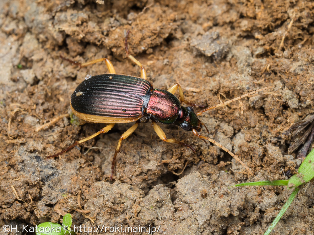 コキベリアオゴミムシ
