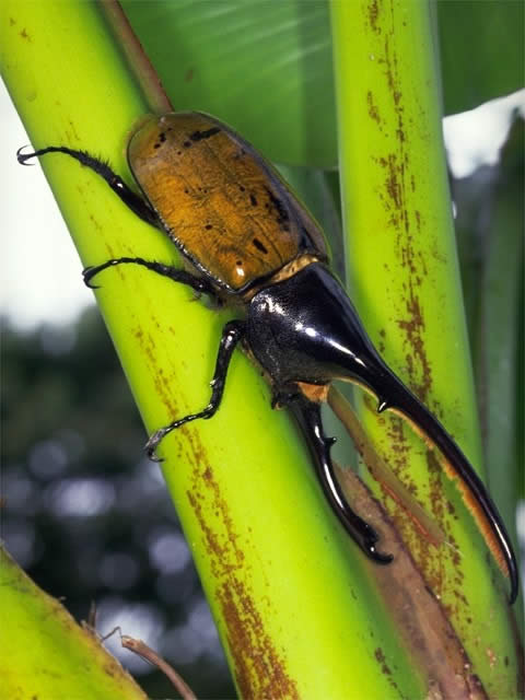ヘルクレスオオカブト - 昆虫 - 動物 - Y!きっず図鑑