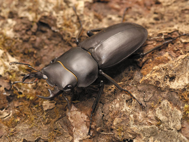 リュウキュウコクワガタ - カブトムシ・クワガタムシ - ペット - Y