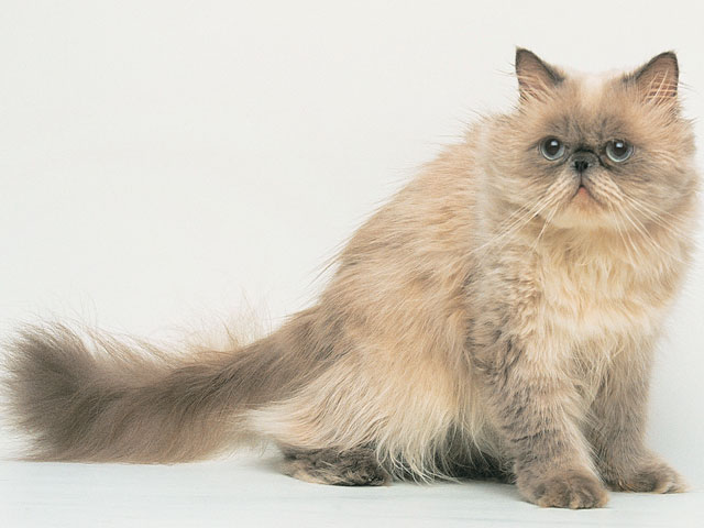 ヒマラヤン - ネコ - ペット - Y!きっず図鑑