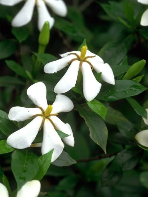 クチナシ - 植物 - Y!きっず図鑑