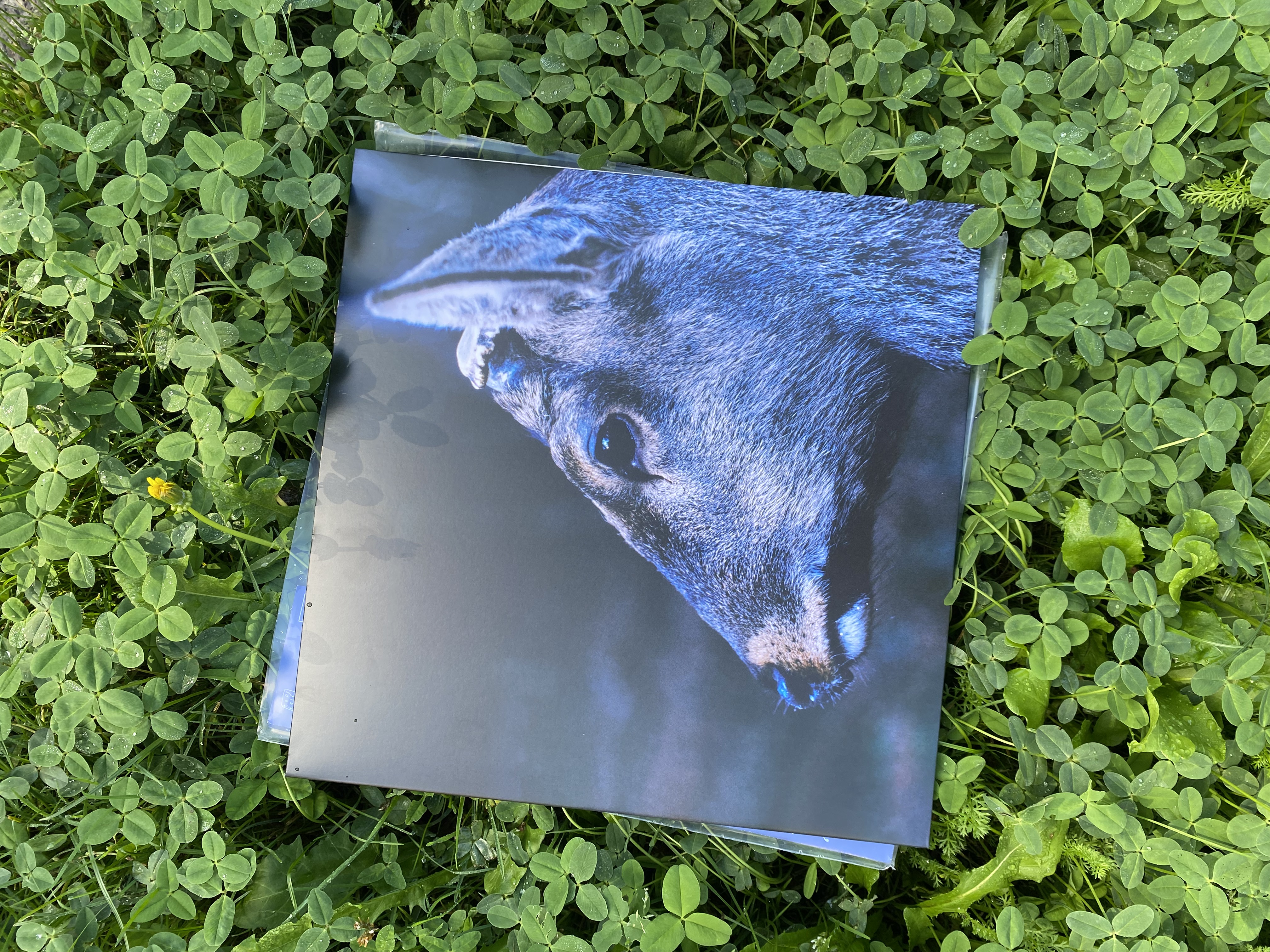 Topshelf Records - toe - the book about my idle plot on a vague