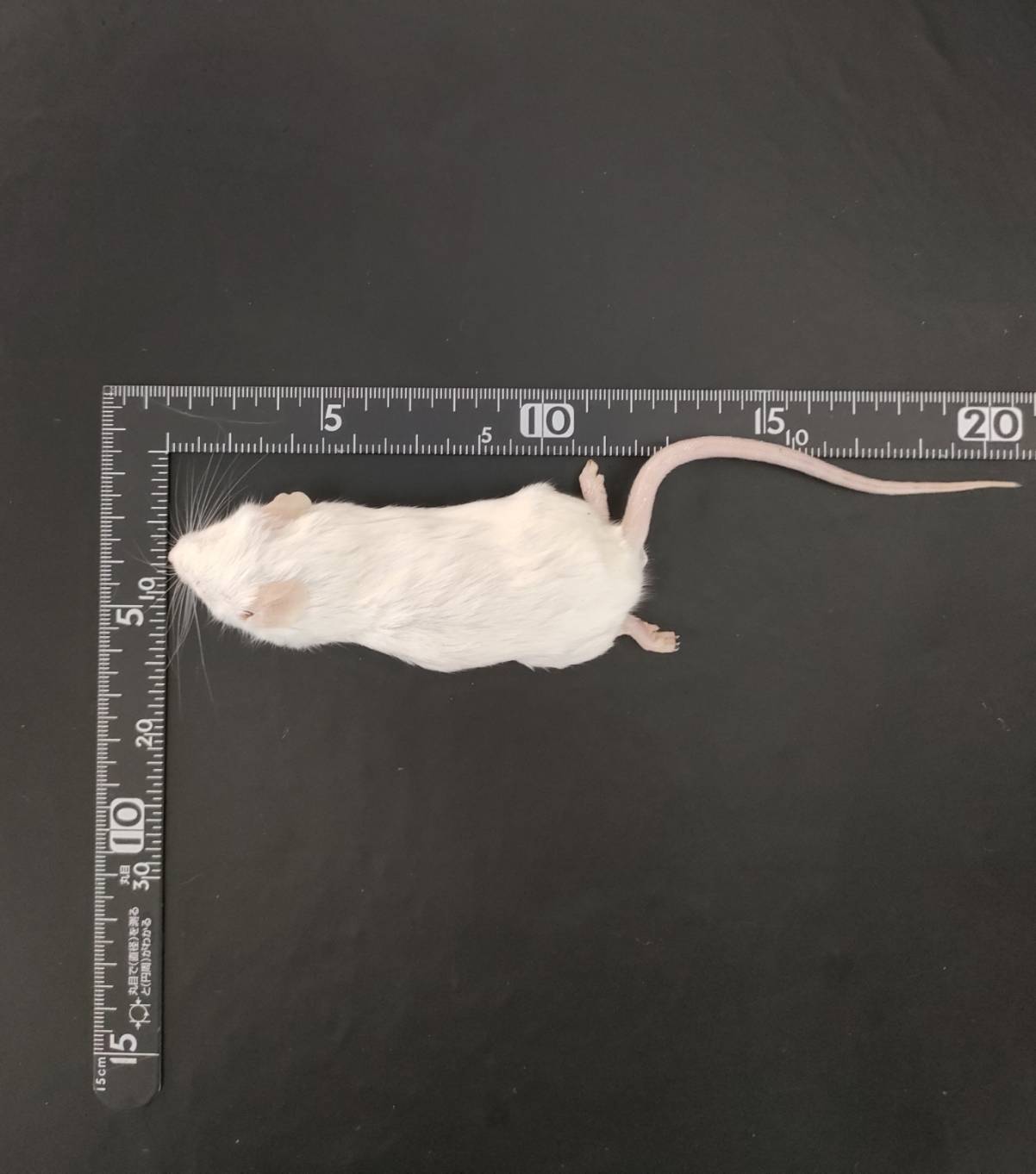国産冷凍マウス リタイアマウス 10匹入り – サイエンスファーム