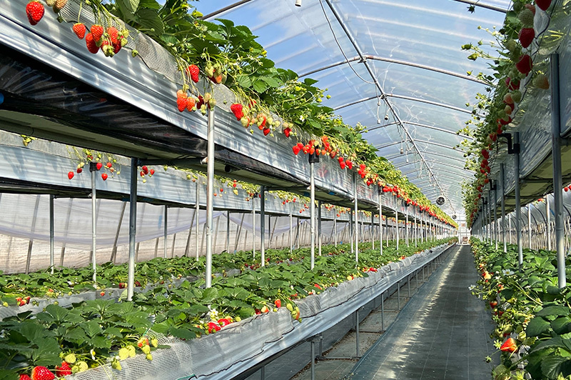 梶いちご園 | 千葉県 山武市成東観光苺組合