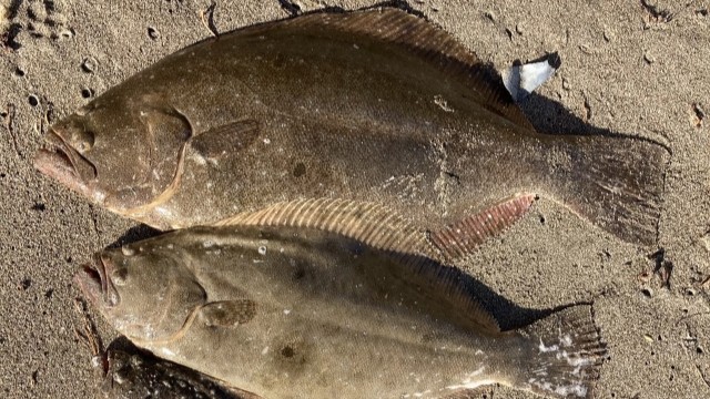 秋のフラットフィッシュ攻略！年に一度のビッグチャンスに記録を叩き