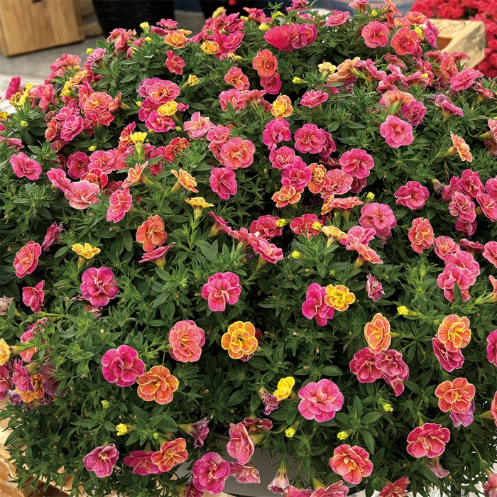 カリブラコア カメレオン ダブルデザートローズ｜種（タネ）,球根,苗