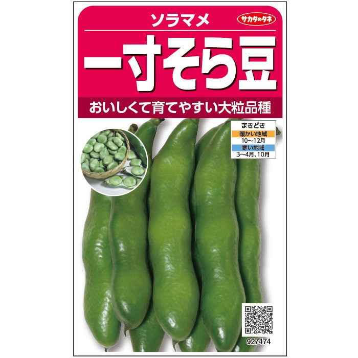 ソラマメ 一寸そらまめ｜種（タネ）,球根,苗,資材,ガーデニンググッズ