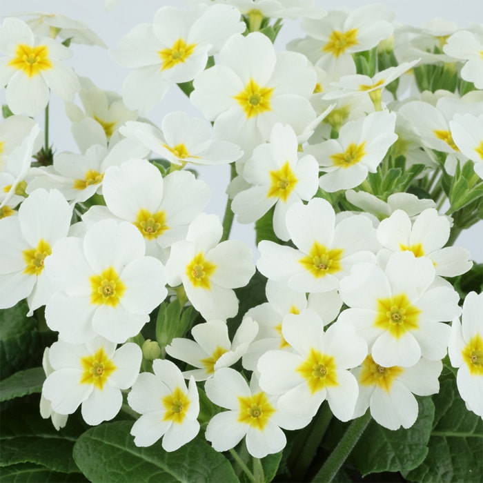 ガーデンプリムラ アラカルト シュシュ(R) ホワイト (ver.2)｜種（タネ