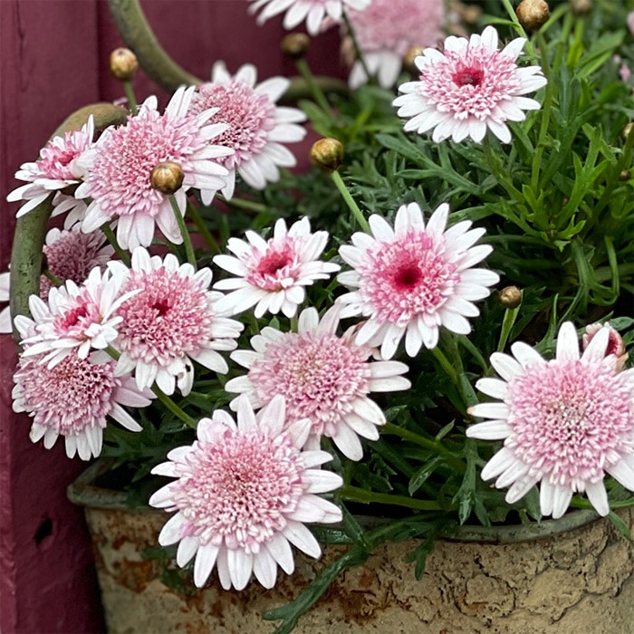 マーガレット あずきちゃん｜種（タネ）,球根,苗,資材,ガーデニング