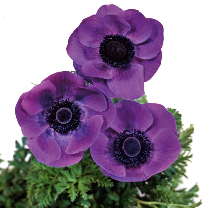 アネモネ デカン ブルー｜種（タネ）,球根,苗,資材,ガーデニンググッズ