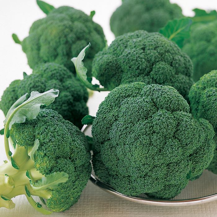 ブロッコリー グランドーム｜種（タネ）,球根,苗,資材,ガーデニング