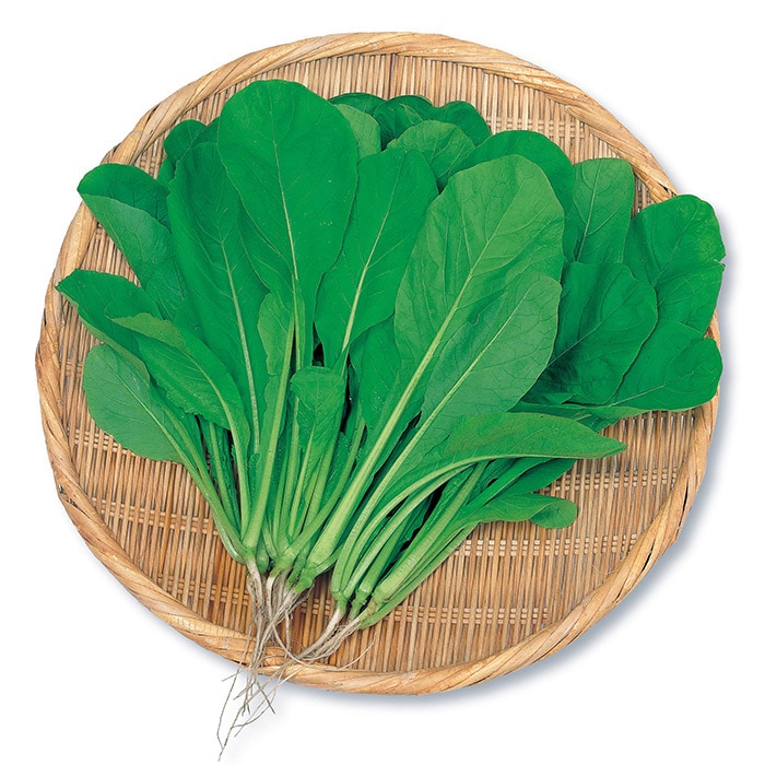 コマツナ 小松菜｜種（タネ）,球根,苗,資材,ガーデニンググッズの通販