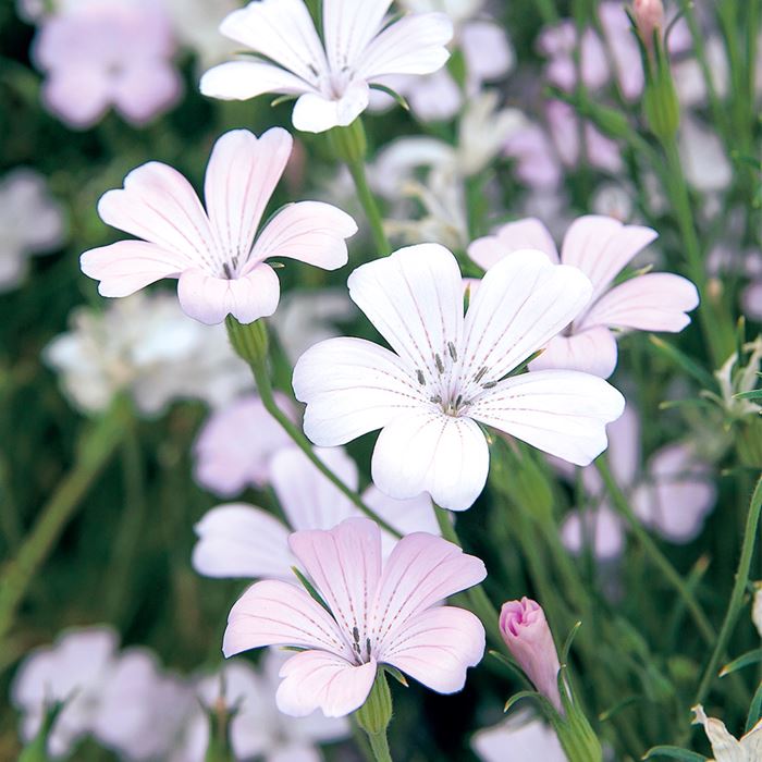 アグロステンマ 桜貝｜種（タネ）,球根,苗,資材,ガーデニンググッズの