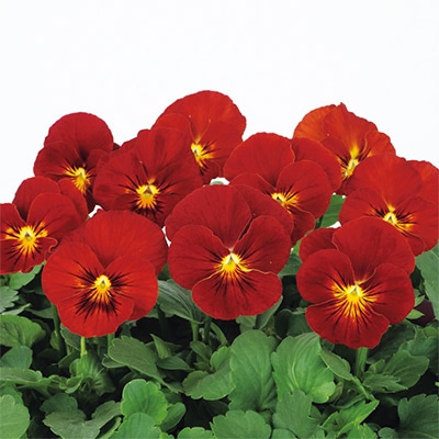 ビオラ ピエナ(R) レッドピコティー｜種（タネ）,球根,苗,資材