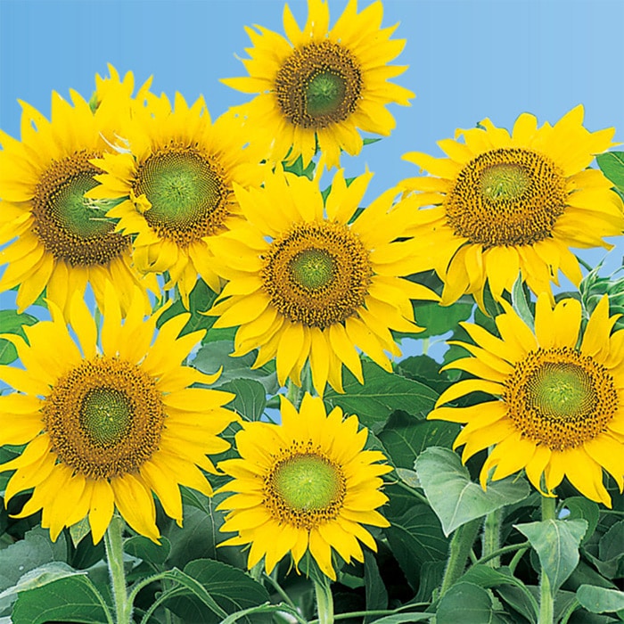 ヒマワリ ビューティフルサン｜種（タネ）,球根,苗,資材,ガーデニング