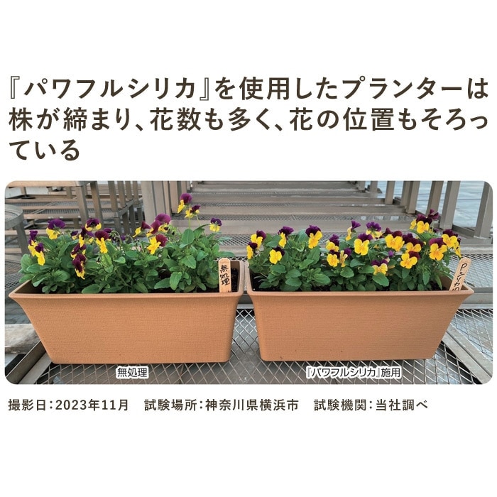 パワフルシリカ｜種（タネ）,球根,苗,資材,ガーデニンググッズの通販は