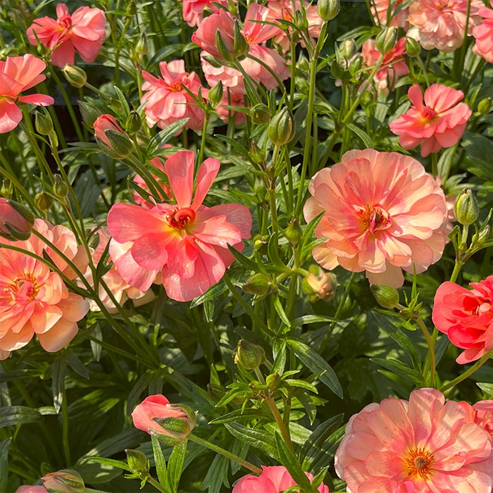 ラナンキュラス ラックス 春色カラー3種セット｜種（タネ）,球根,苗