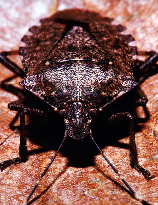 クサギカメムシ - 兵庫県立ささやまの森公園