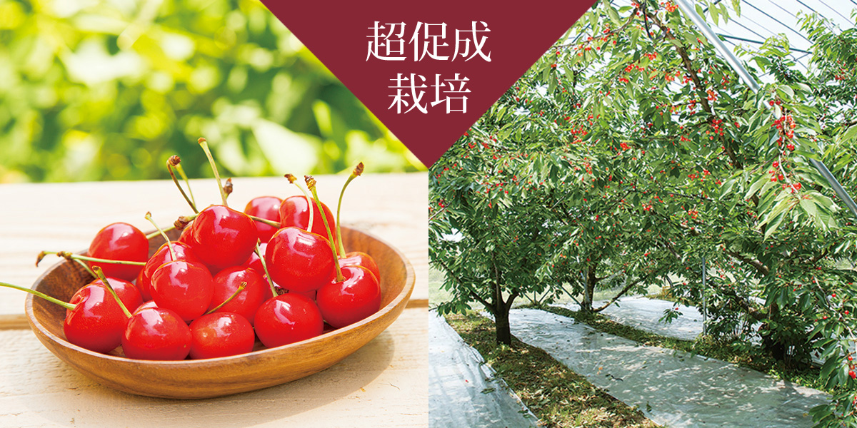 早出し・加温ハウス栽培さくらんぼ [2月下旬～4月中旬]｜山形の