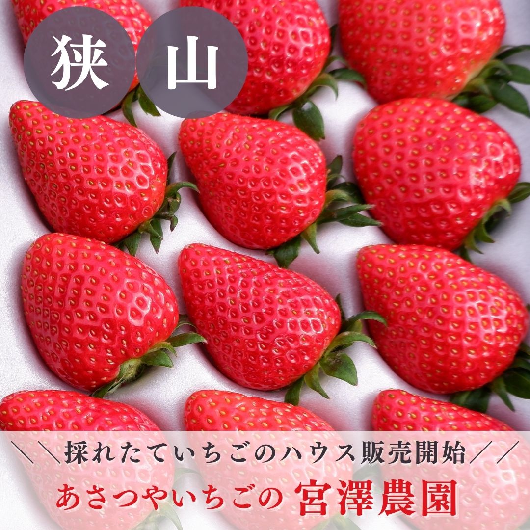 とれたていちごのハウス販売開始／あさつやいちごの「狭山宮澤農園