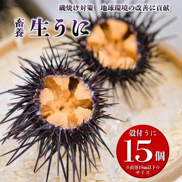 訳あり小サイズ】長門市産「長州の磯守」殻付きウニ 15個入 保存料不