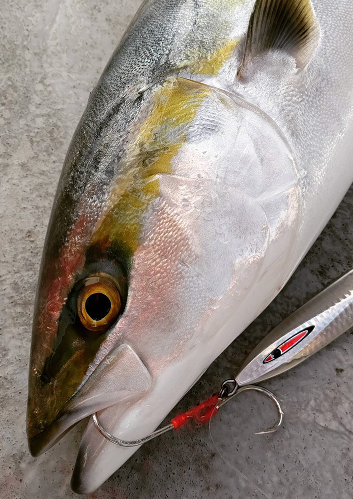 青物専用フック受注開始！【JAMフックLS】 | シーフロアコントロール