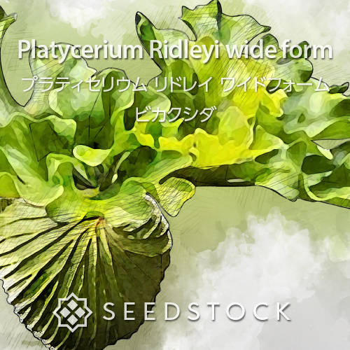 種子/胞子] ビカクシダ リドレイ ワイドフォーム Platycerium Ridleyi