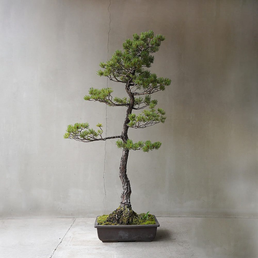 66-1_2_1000x.jpg?v=1751940091