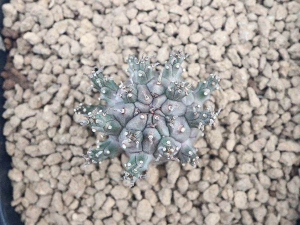 多肉植物・サボテン販売～PICO庵～ / ユーフォルビア属 デセプタ