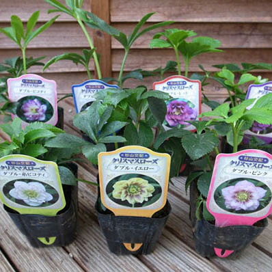 楽天市場】珍しい クリスマスローズ原種 リグリクス苗/販売/通販/種類