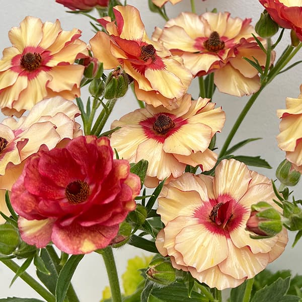 楽天市場】ラナンキュラス ランドセル 苗 サラセレネ フォティノース