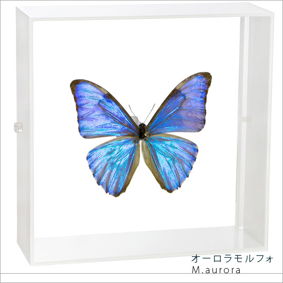 楽天市場】送料無料 昆虫標本箱（ドイツ箱）昭和55年からの実績