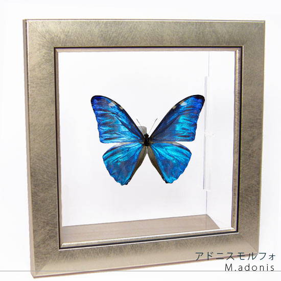 楽天市場】昆虫標本 蝶の標本 オーロラモルフォ メタリック調ライト