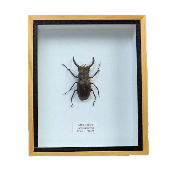 楽天市場】昆虫標本 ギラファノコギリクワガタ 桐箱20.5×15.5cm : ソプラノ