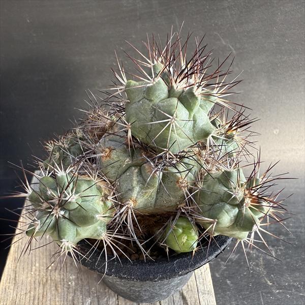 楽天市場】☆特価☆サボテン：エキノカクタス 太平丸 竜神ツギ*幅12cm