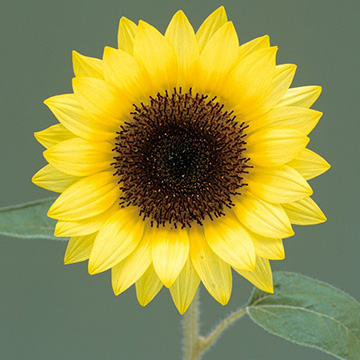 ひまわり・F1サンリッチ バナナ50| 種・苗・ガーデニング用品の